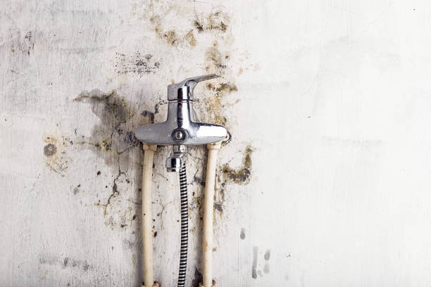 Best Professional Mold Removal  in Bayou Vista, LA