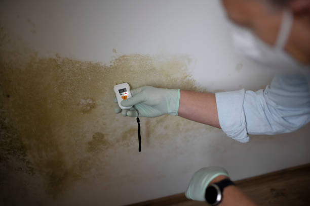 Best Same-Day Mold Removal  in Bayou Vista, LA