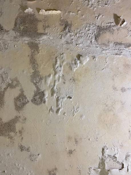 Best Attic Mold Removal  in Bayou Vista, LA