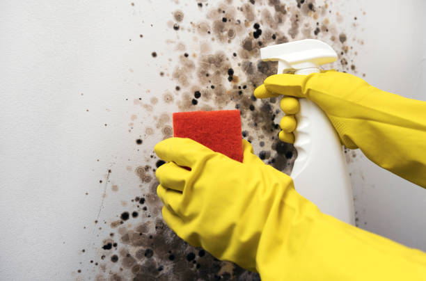 Best Mold Removal Process  in Bayou Vista, LA