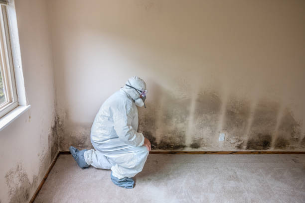 Mold Removal Process in Bayou Vista, LA