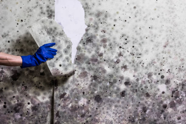 Best Mold Cleaning Services  in Bayou Vista, LA